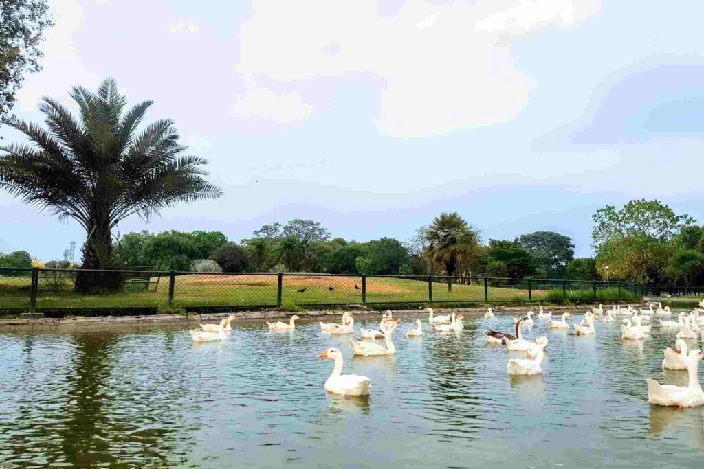 Best Family Parks in Lahore