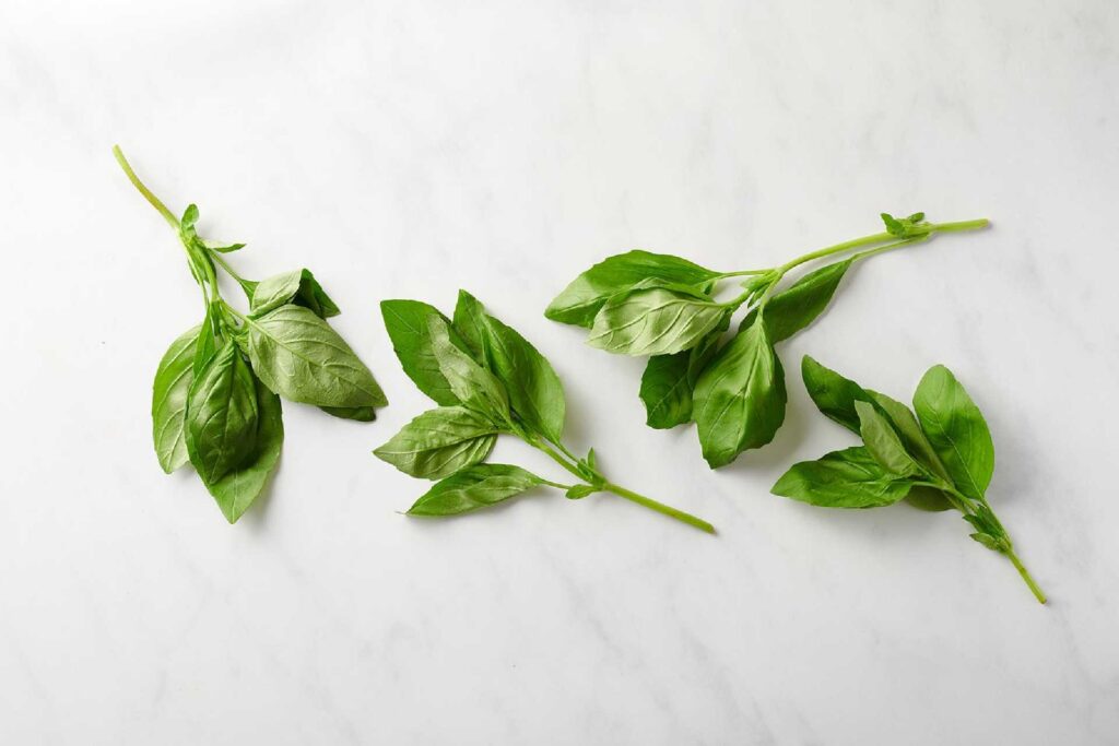 How To Store Fresh Basil