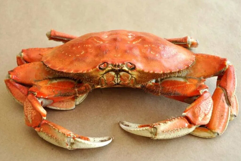 How To Clean Fresh Crabs